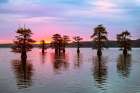 Stand of bald cypress trees, silhouetted at sunrise, Caddo Lake, Texas. Art Print